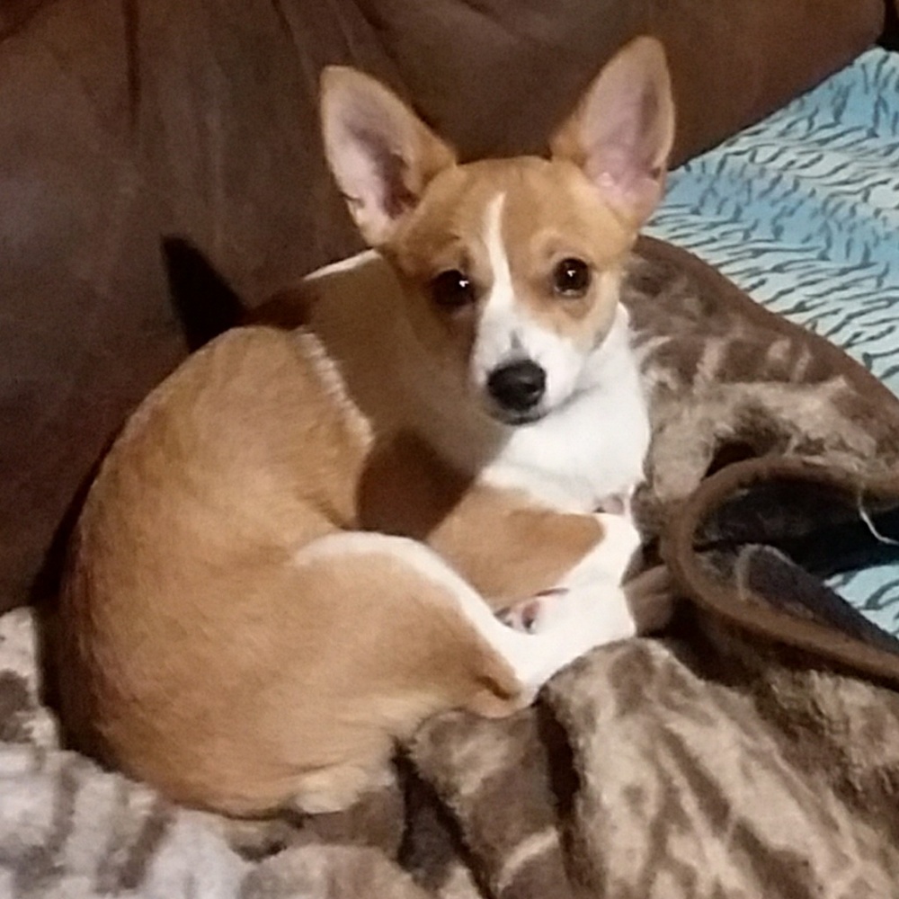 Meet your Posher, Sherrie